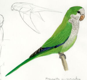 Conure veuve
