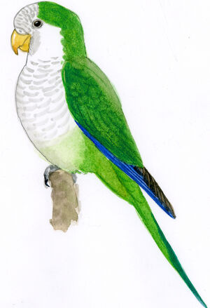 Conure veuve