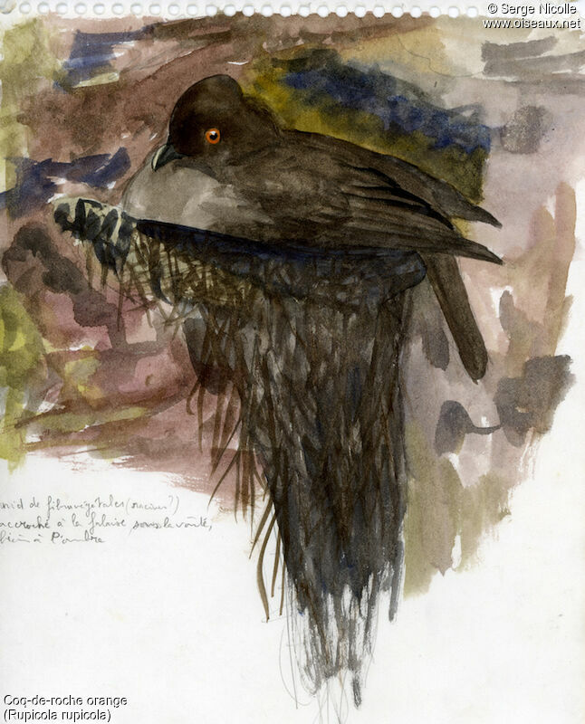 Guianan Cock-of-the-rock female, identification