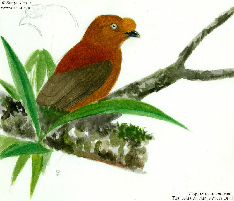 Coq-de-roche péruvien femelle, identification