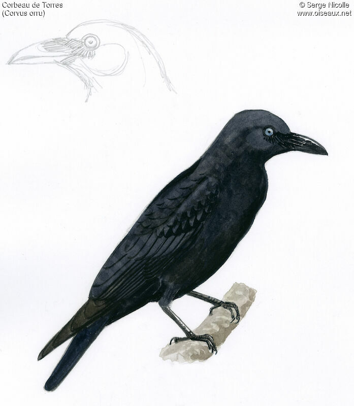 Torresian Crow, identification