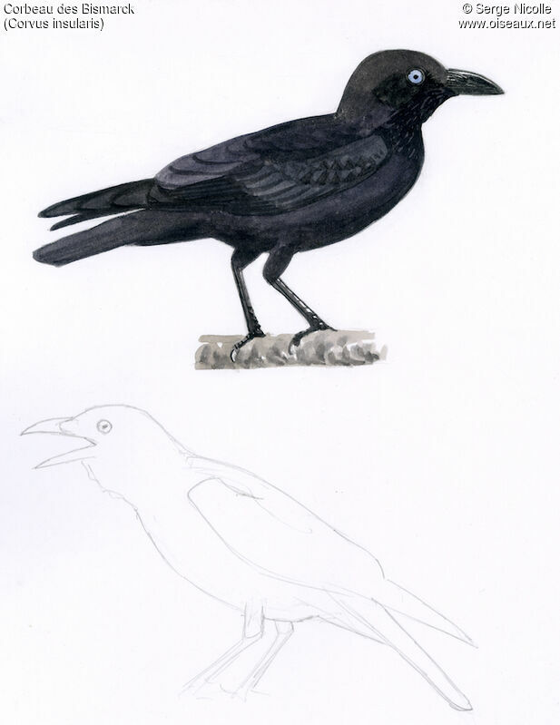 Bismarck Crow, identification