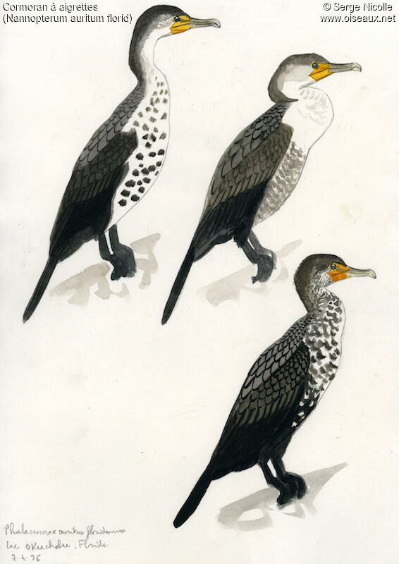 Cormoran à aigrettesimmature, identification