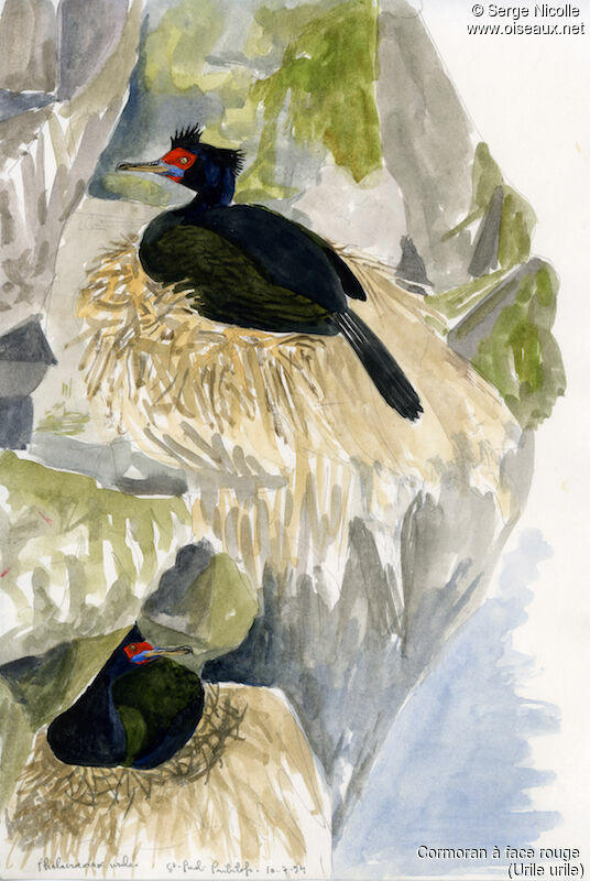 Cormoran à face rouge, identification