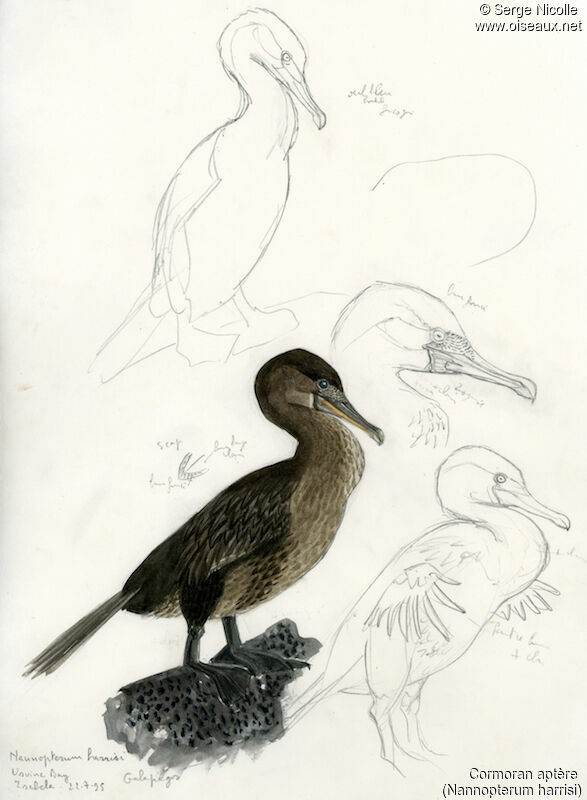 Flightless Cormorant, identification