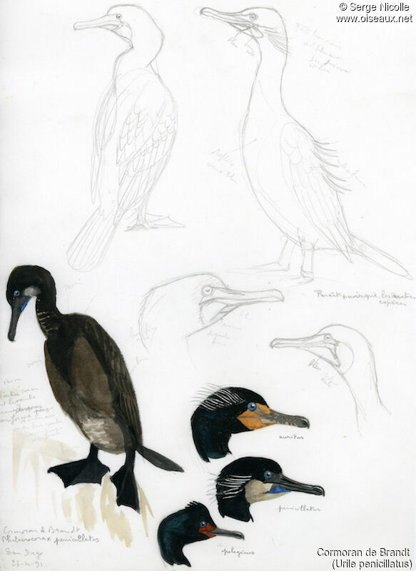 Brandt's Cormorant, identification