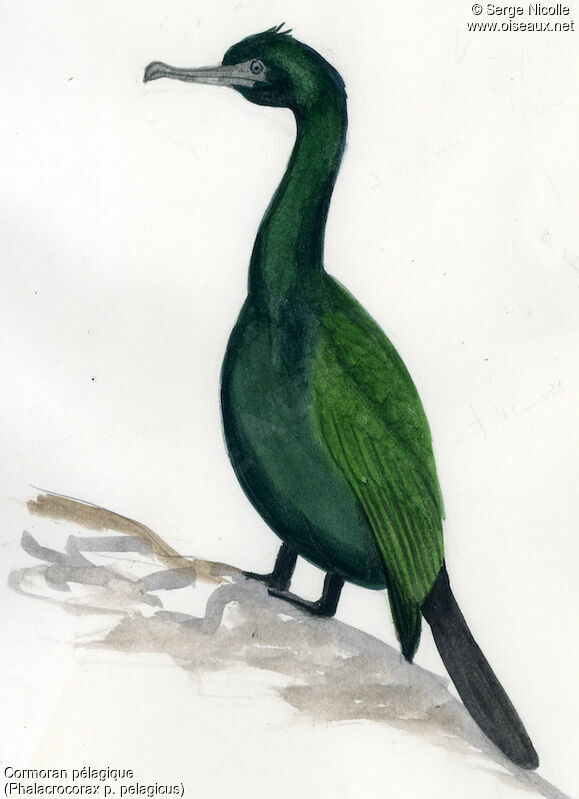 Cormoran pélagique, identification