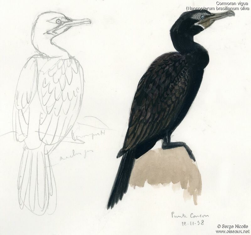 Neotropic Cormorant, identification
