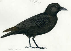 American Crow (caurinus)