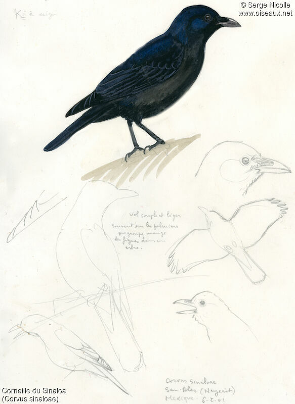 Sinaloa Crow, identification