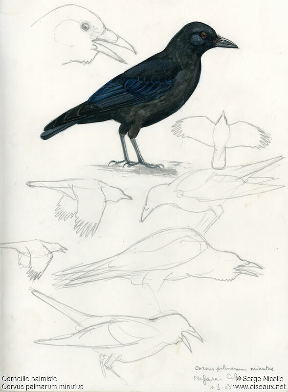 Hispaniolan Palm Crow, identification