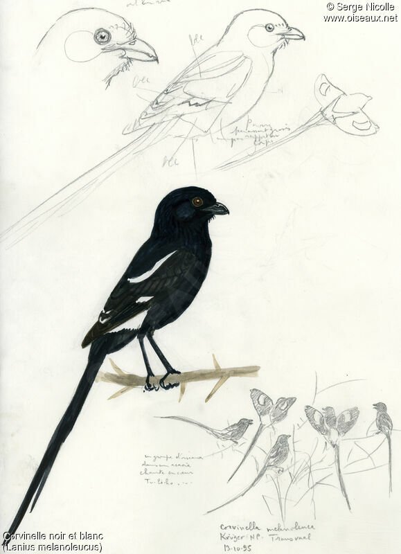 Magpie Shrike, identification
