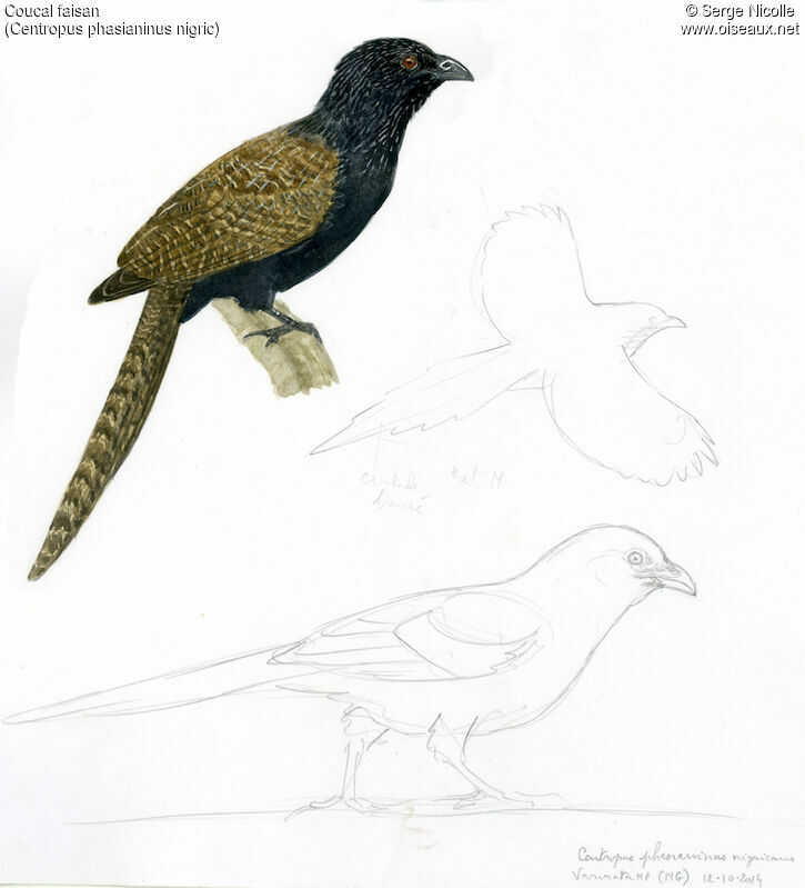 Pheasant Coucal, identification