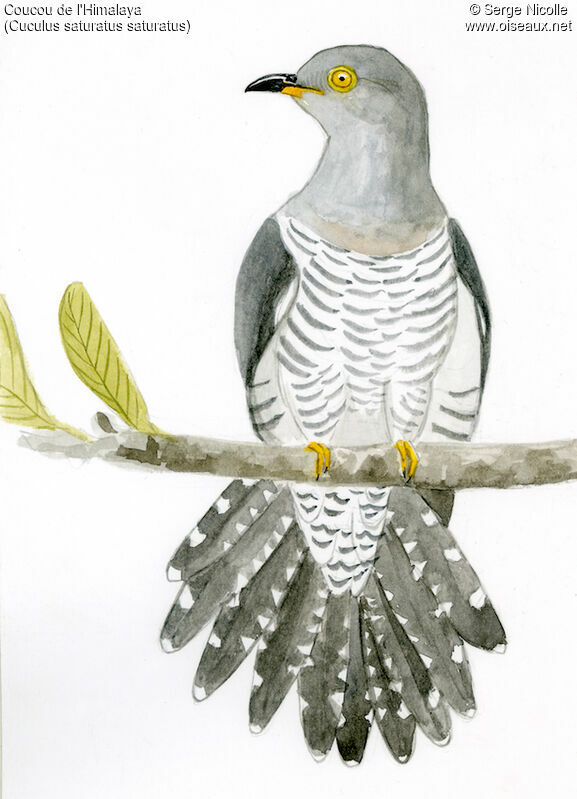 Himalayan Cuckoo, identification