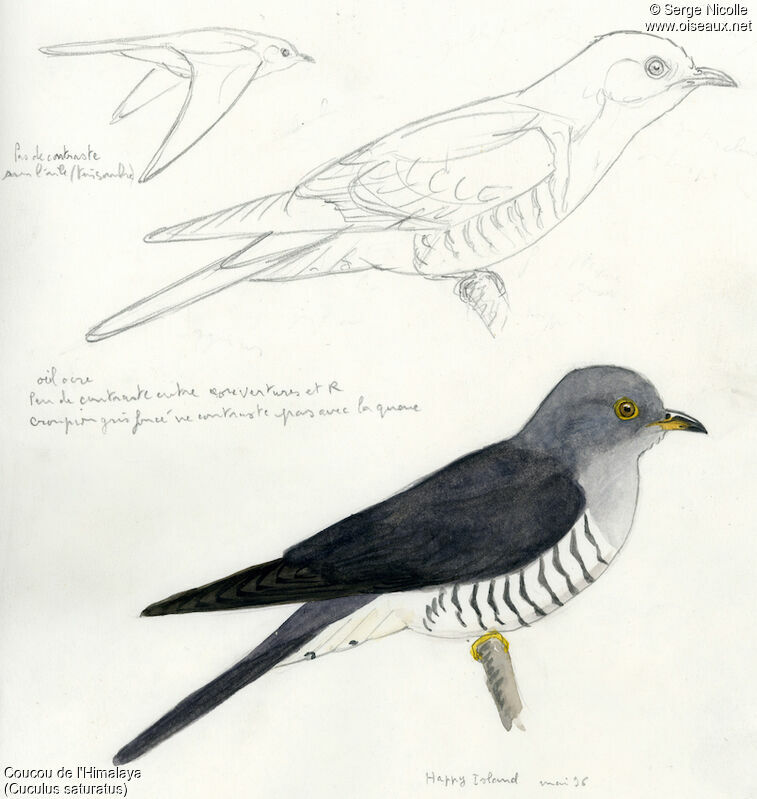 Himalayan Cuckoo, identification