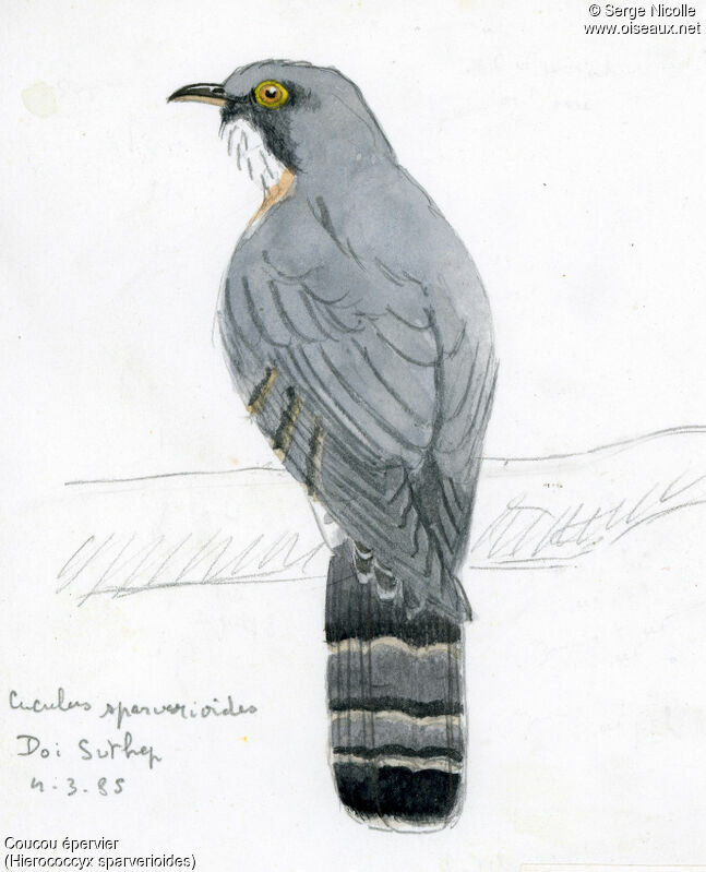 Large Hawk-Cuckoo, identification