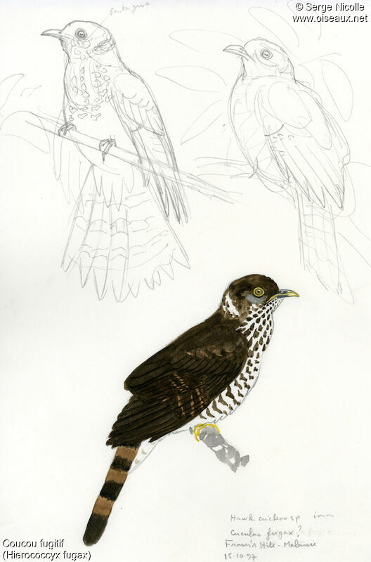 Malaysian Hawk-Cuckoo, identification