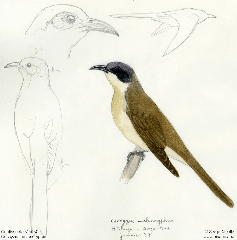Dark-billed Cuckoo, identification