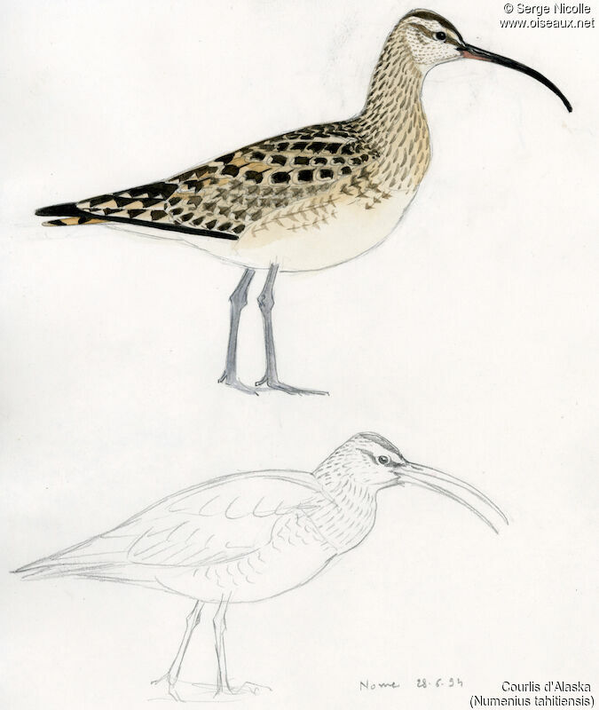 Bristle-thighed Curlew, identification