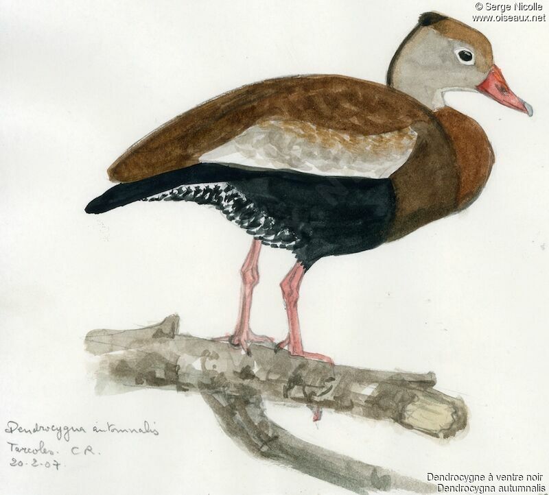 Black-bellied Whistling Duck, identification
