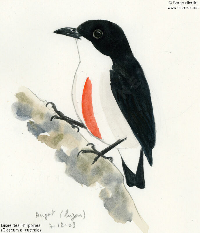 Red-keeled Flowerpecker, identification