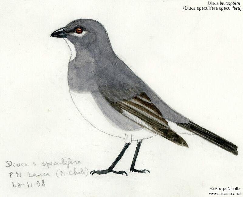 Glacier Finch, identification