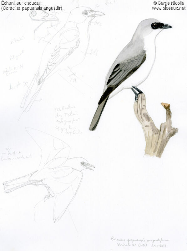 White-bellied Cuckooshrike, identification