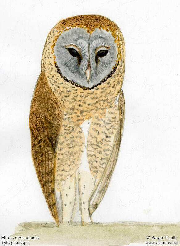 Ashy-faced Owl, identification