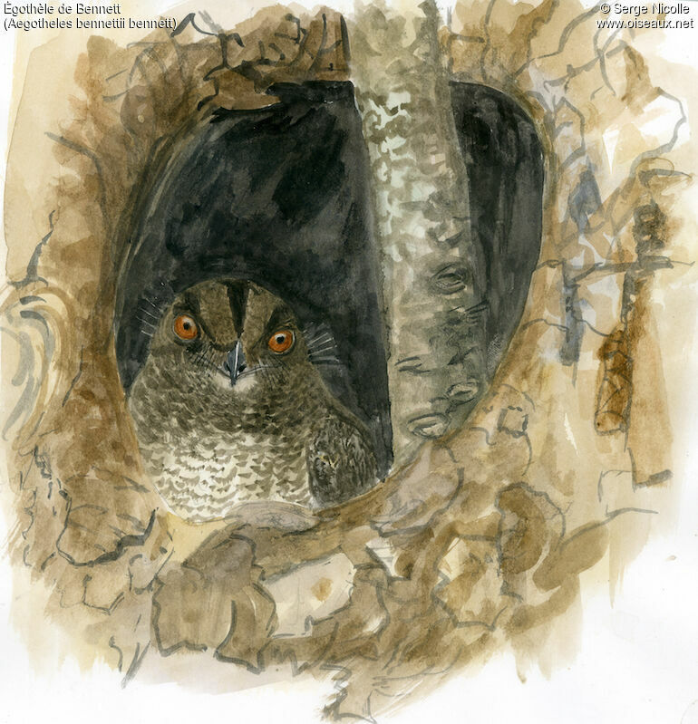 Barred Owlet-nightjar, identification