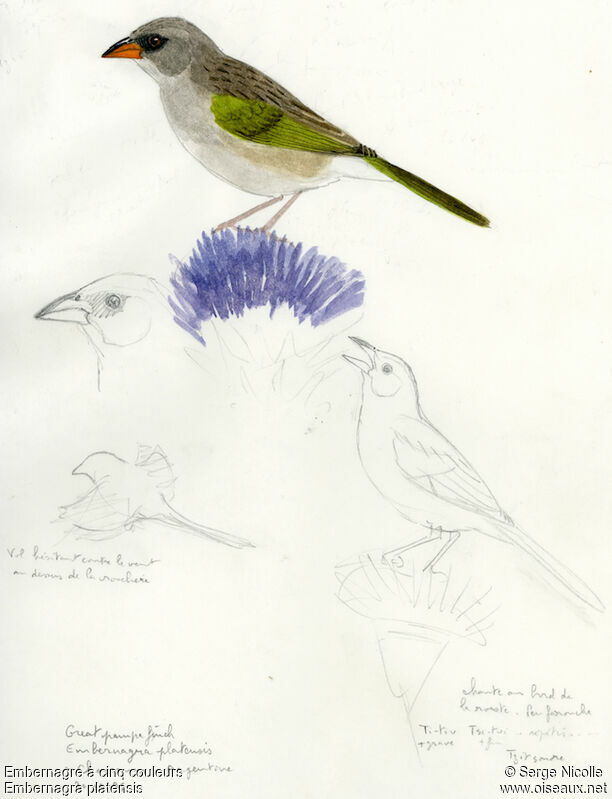 Pampa Finch, identification
