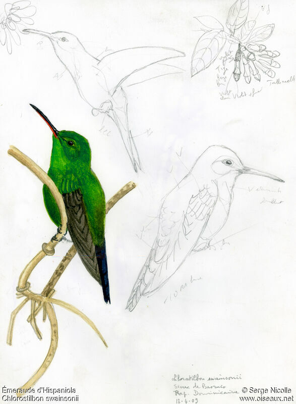 Hispaniolan Emerald, identification