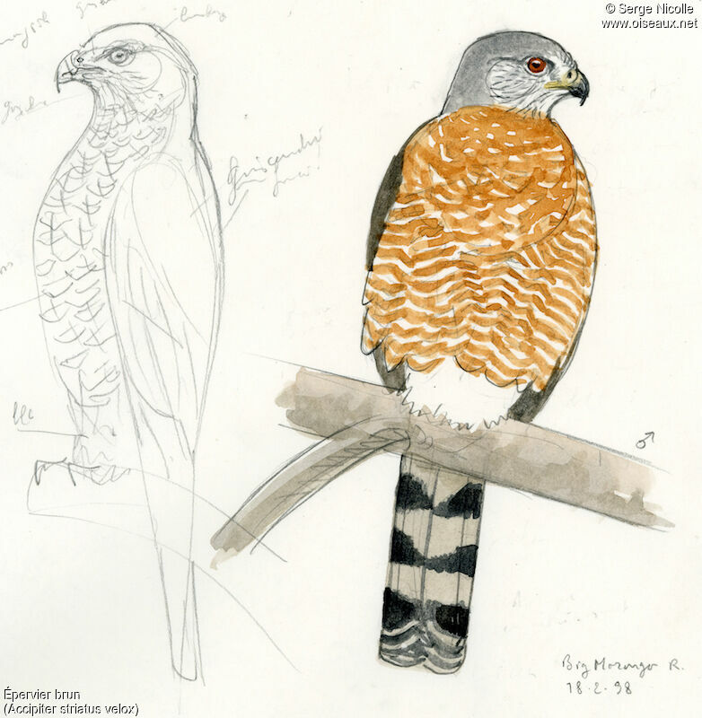 Sharp-shinned Hawk male, identification