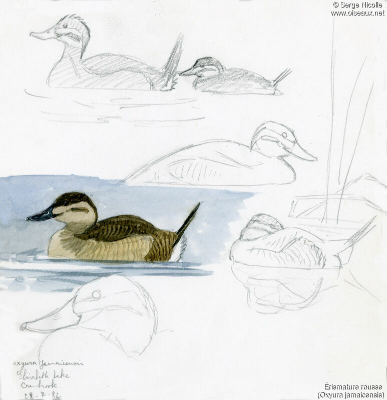 Ruddy Duck female, identification