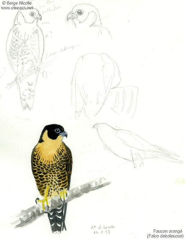 Orange-breasted Falcon, identification