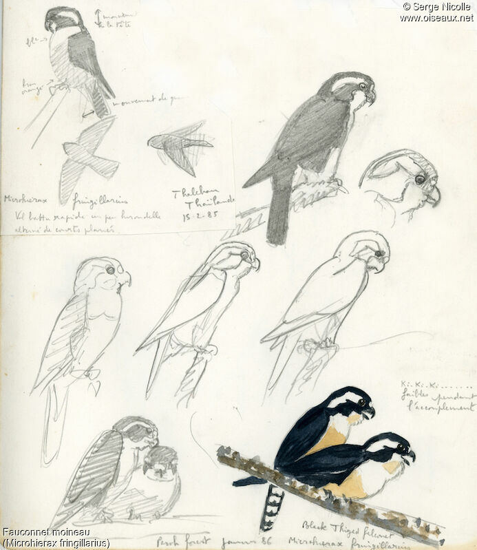 Black-thighed Falconet, identification