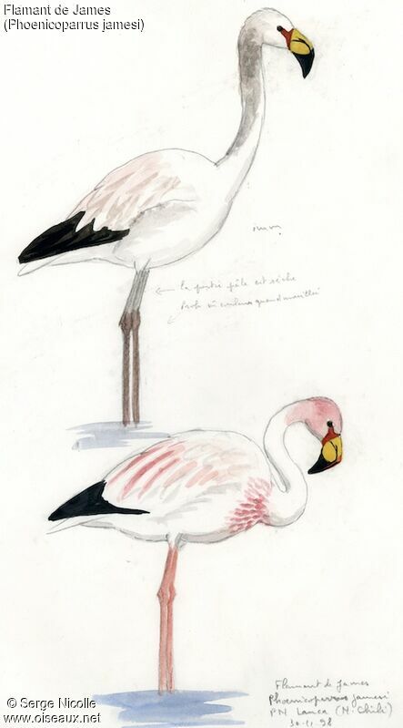James's Flamingo, identification