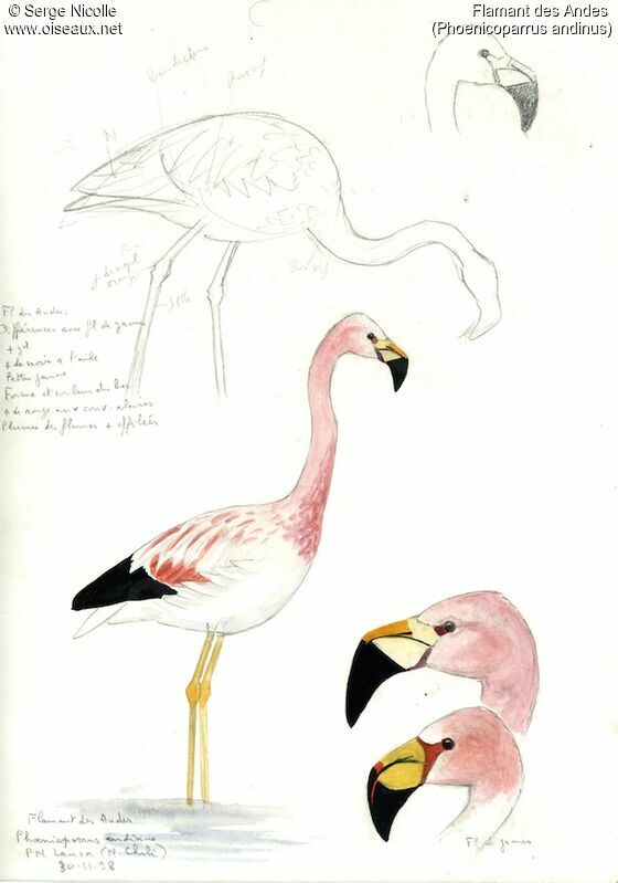 Andean Flamingo, identification