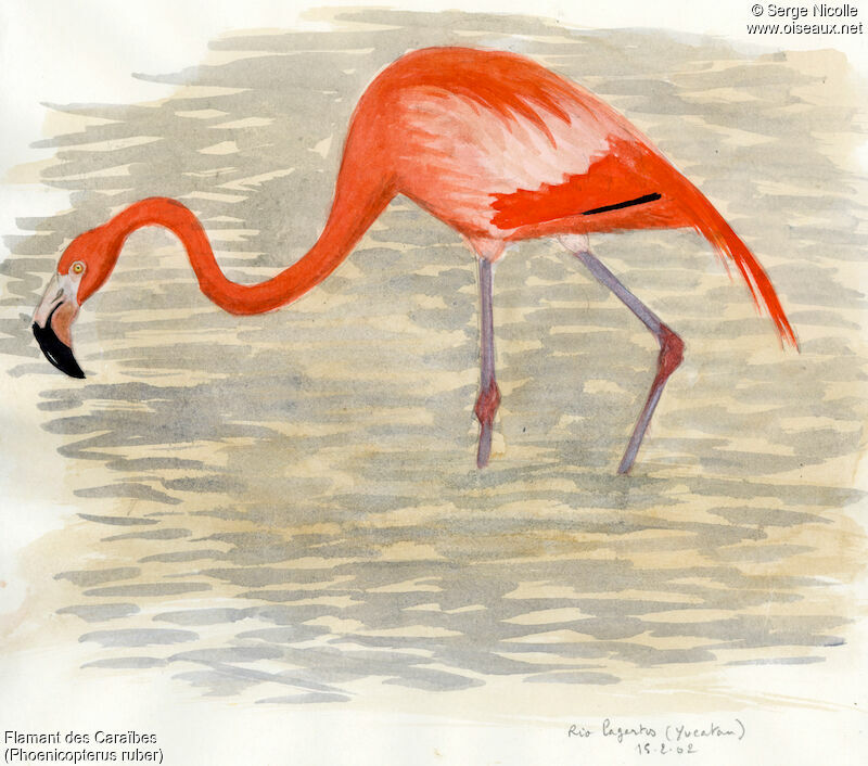 American Flamingo, identification