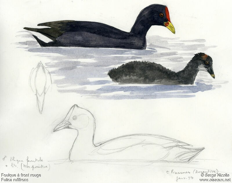 Red-fronted Coot, identification