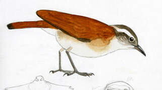 Band-tailed Hornero