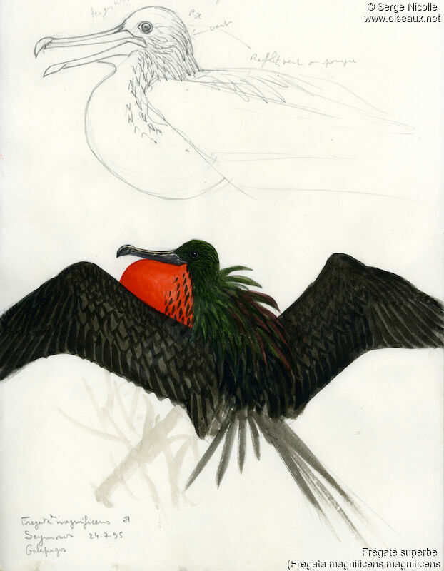 Magnificent Frigatebird male, identification