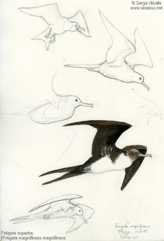 Magnificent Frigatebird, identification