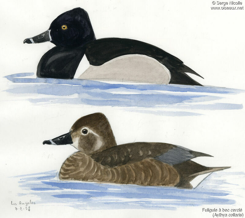 Ring-necked Duck , identification