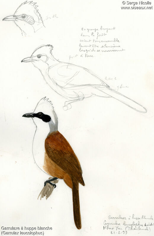 White-crested Laughingthrush, identification