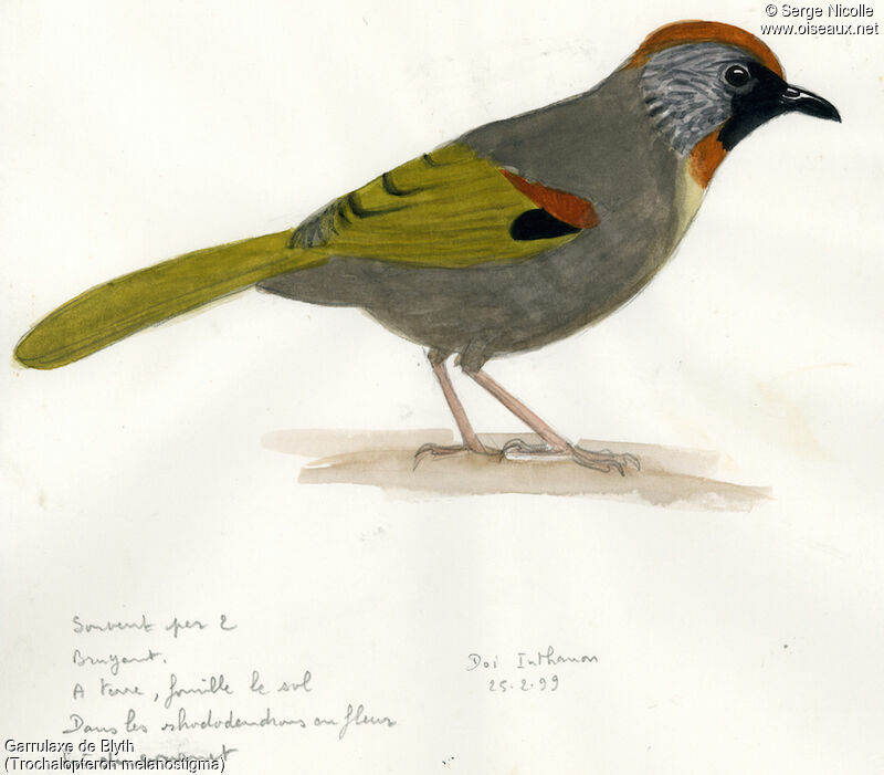 Silver-eared Laughingthrush, identification