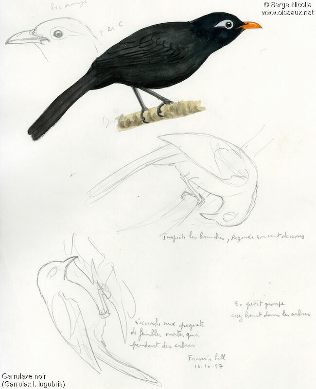 Garrulaxe noir, identification