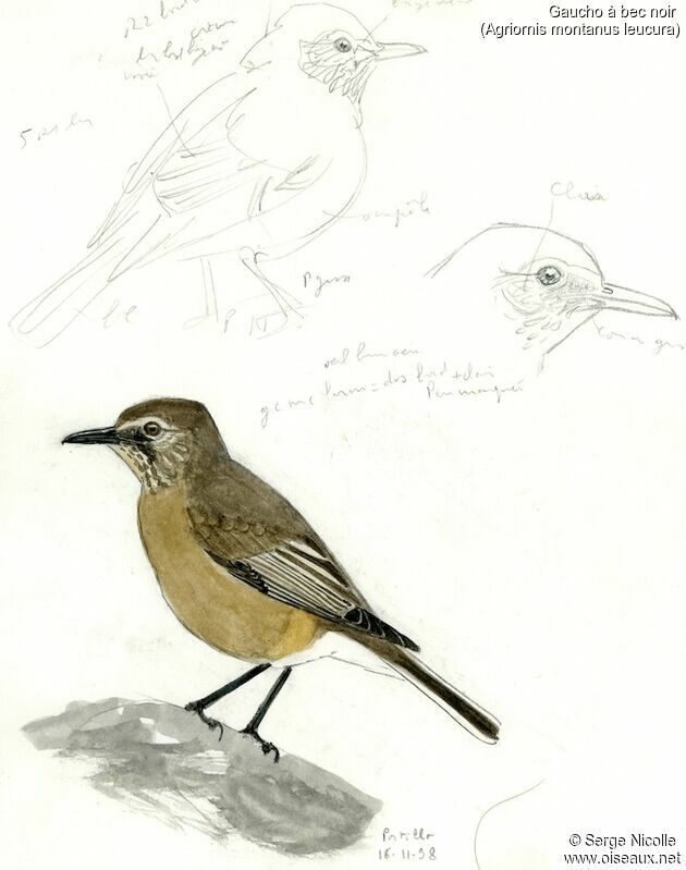 Black-billed Shrike-Tyrant, identification