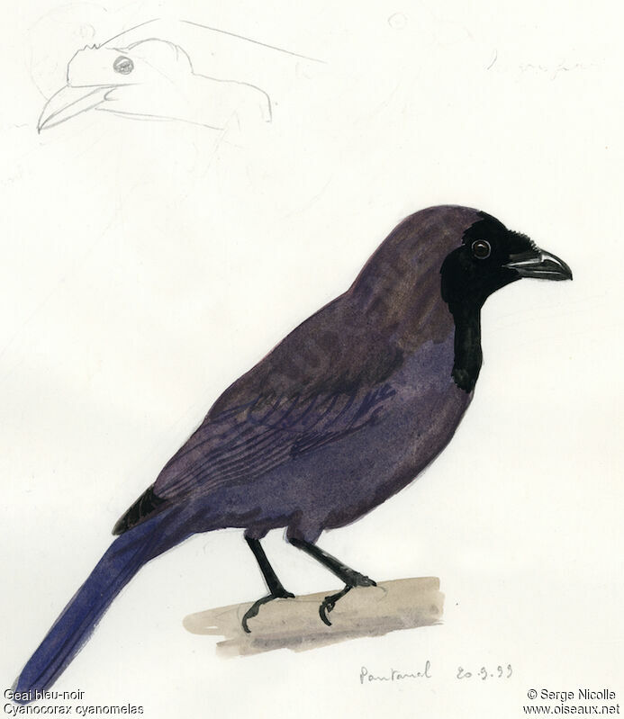 Geai bleu-noir, identification