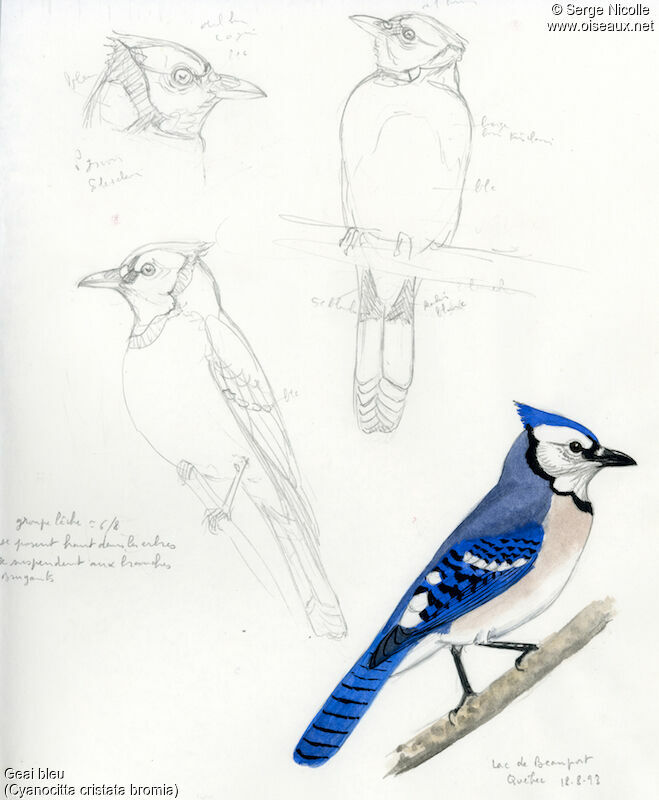 Blue Jay, identification