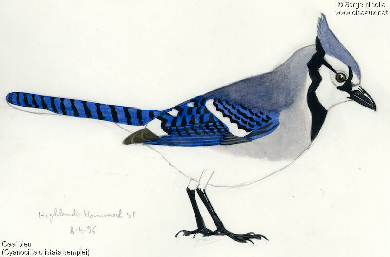 Blue Jay, identification